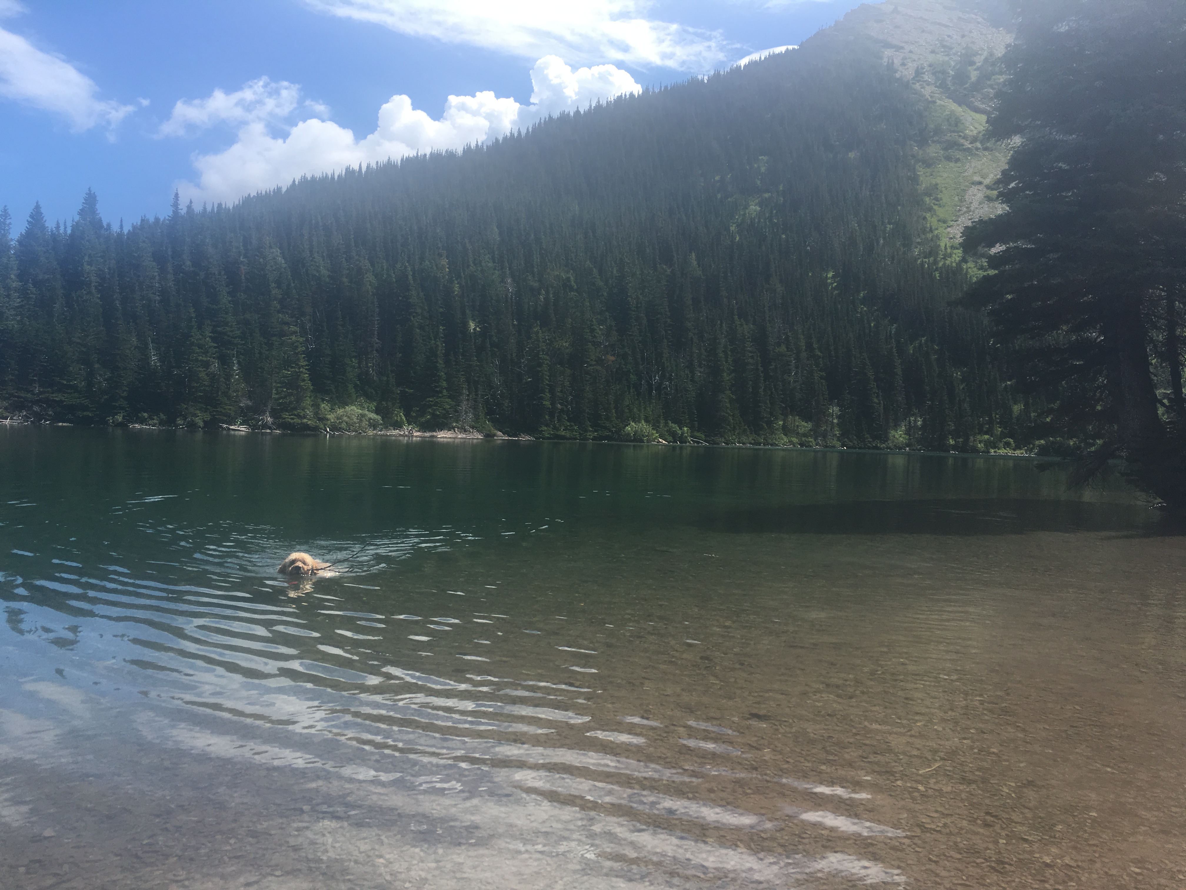 Rugby Swimming in Bertha Lake in Waterton Lakes Park