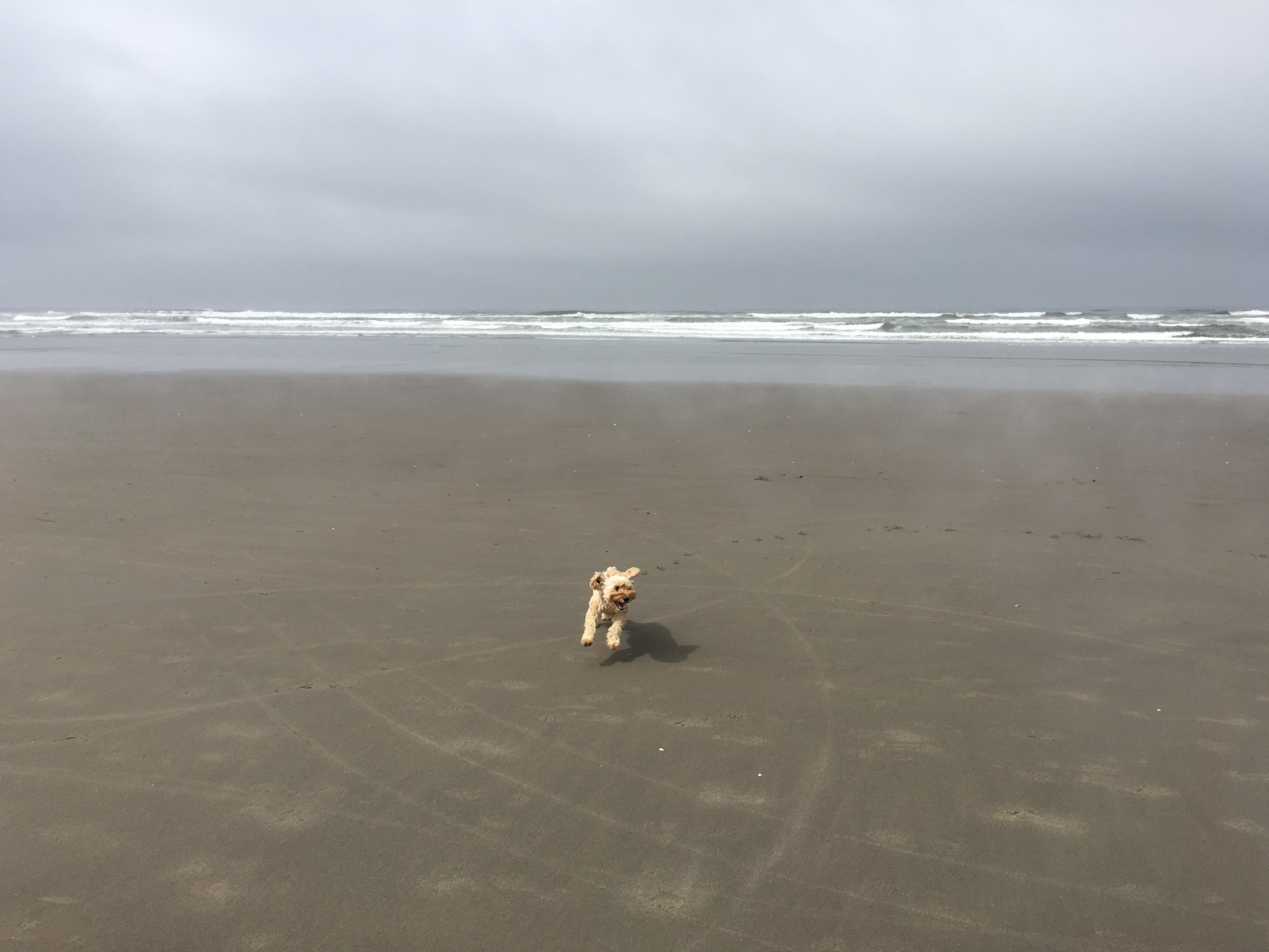 Rugby Enjoying Seaside, Oregon