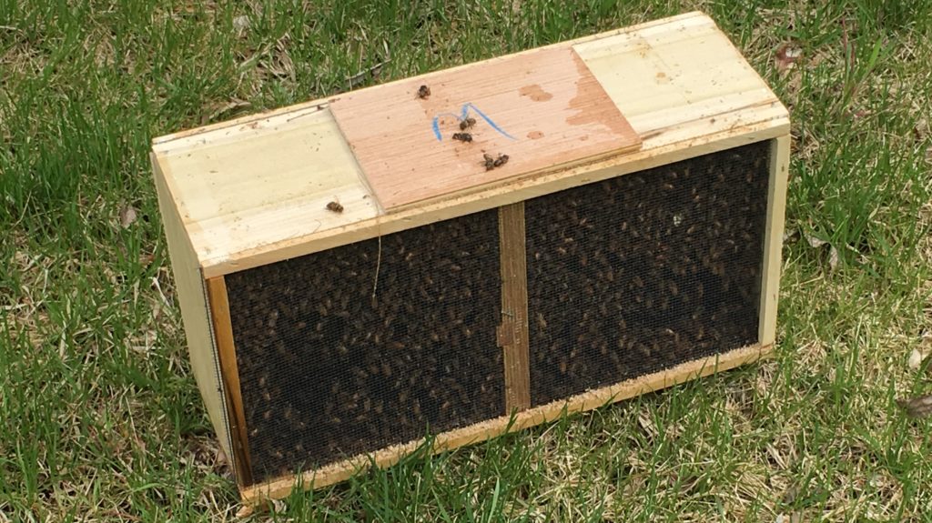 Bees in Their Box