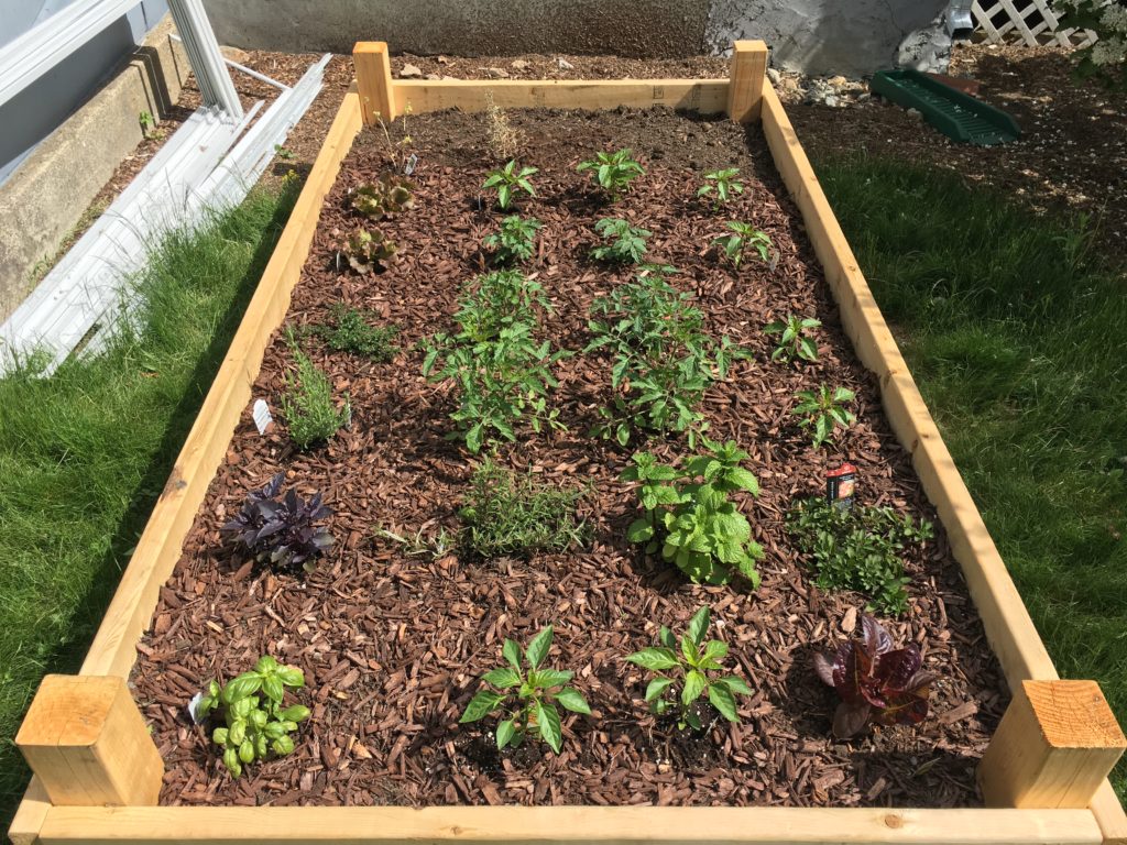 Raised Bed on May 19th